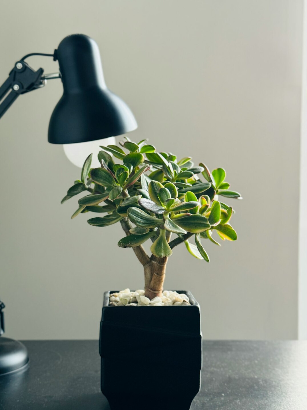 Modern office reception area with plants and seating